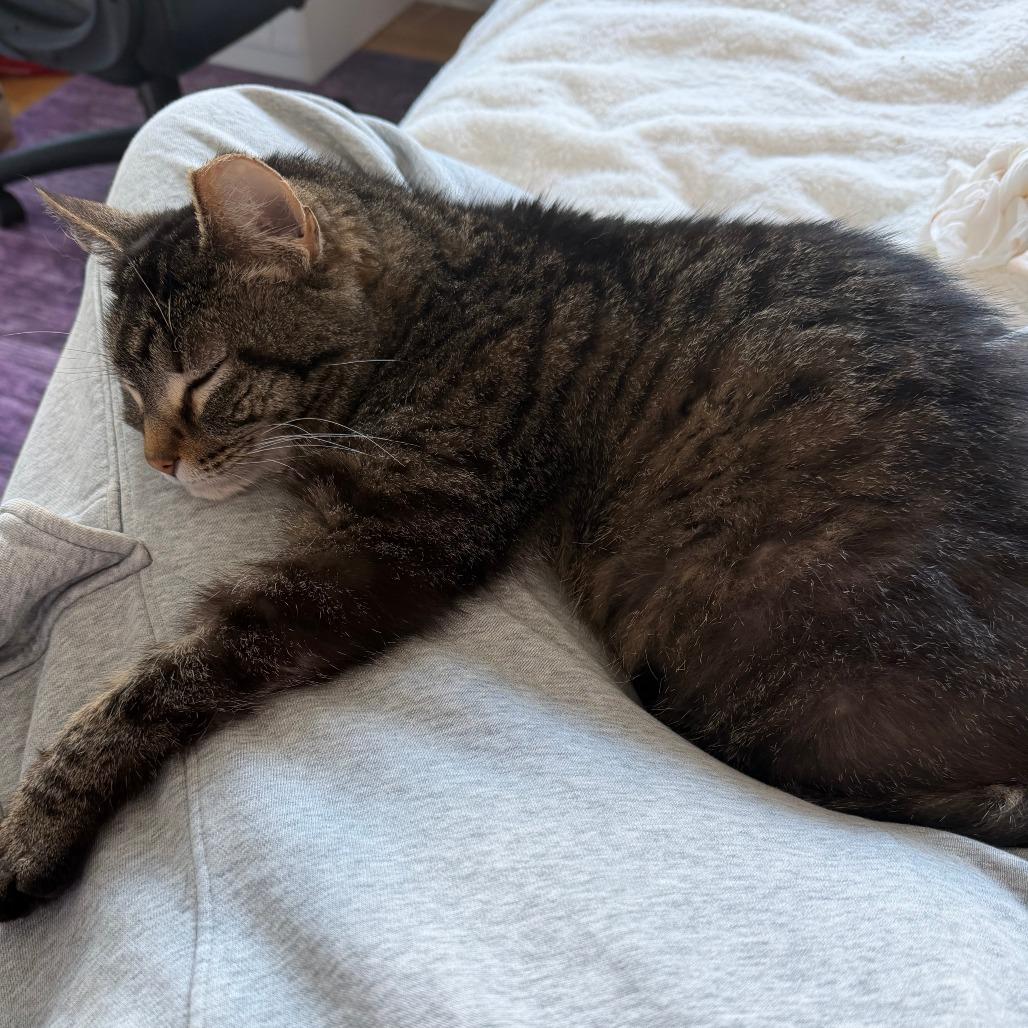 Enlarge Sara Lee, a Adoptable Domestic Short Hair in Chicago, IL image 4/6