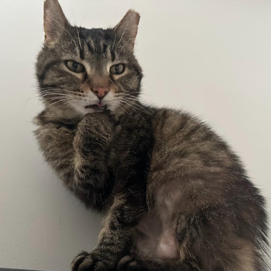 Enlarge Sara Lee, a Adoptable Domestic Short Hair in Chicago, IL image 5/6