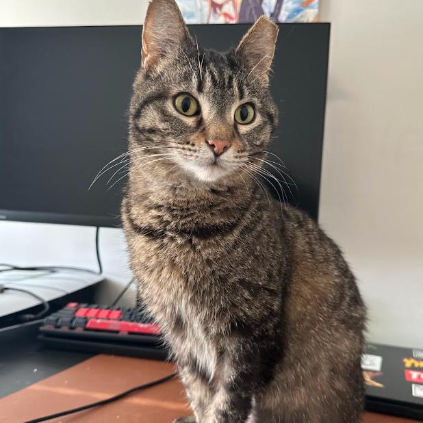Enlarge Sara Lee, a Adoptable Domestic Short Hair in Chicago, IL image 6/6
