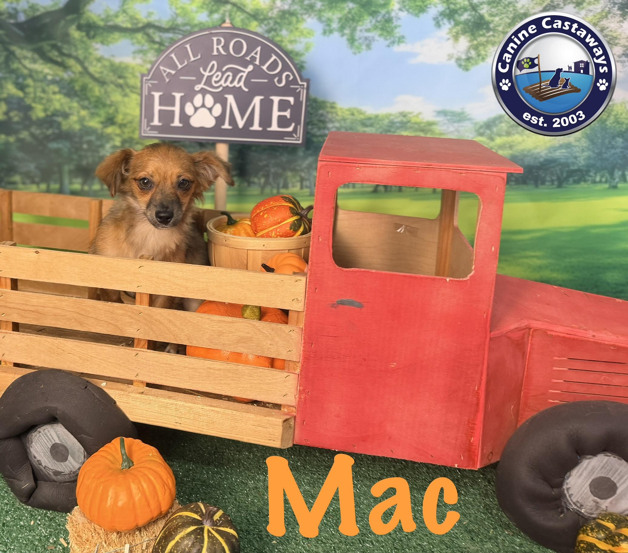Enlarge Mac, a Adopted mixed breed in Sarasota, FL image 5/6
