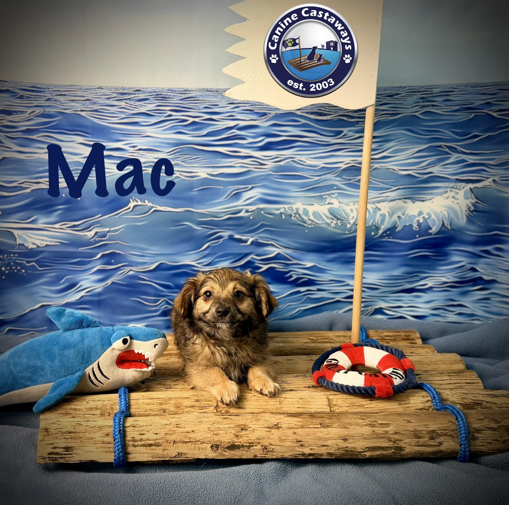 Mac, a Adoptable mixed breed in Arcadia, FL image 3/5