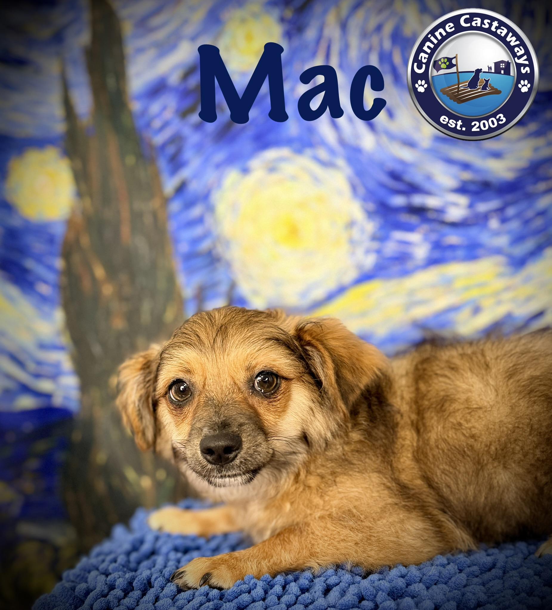 Enlarge Mac, a Adoptable mixed breed in Sarasota, FL image 5/6