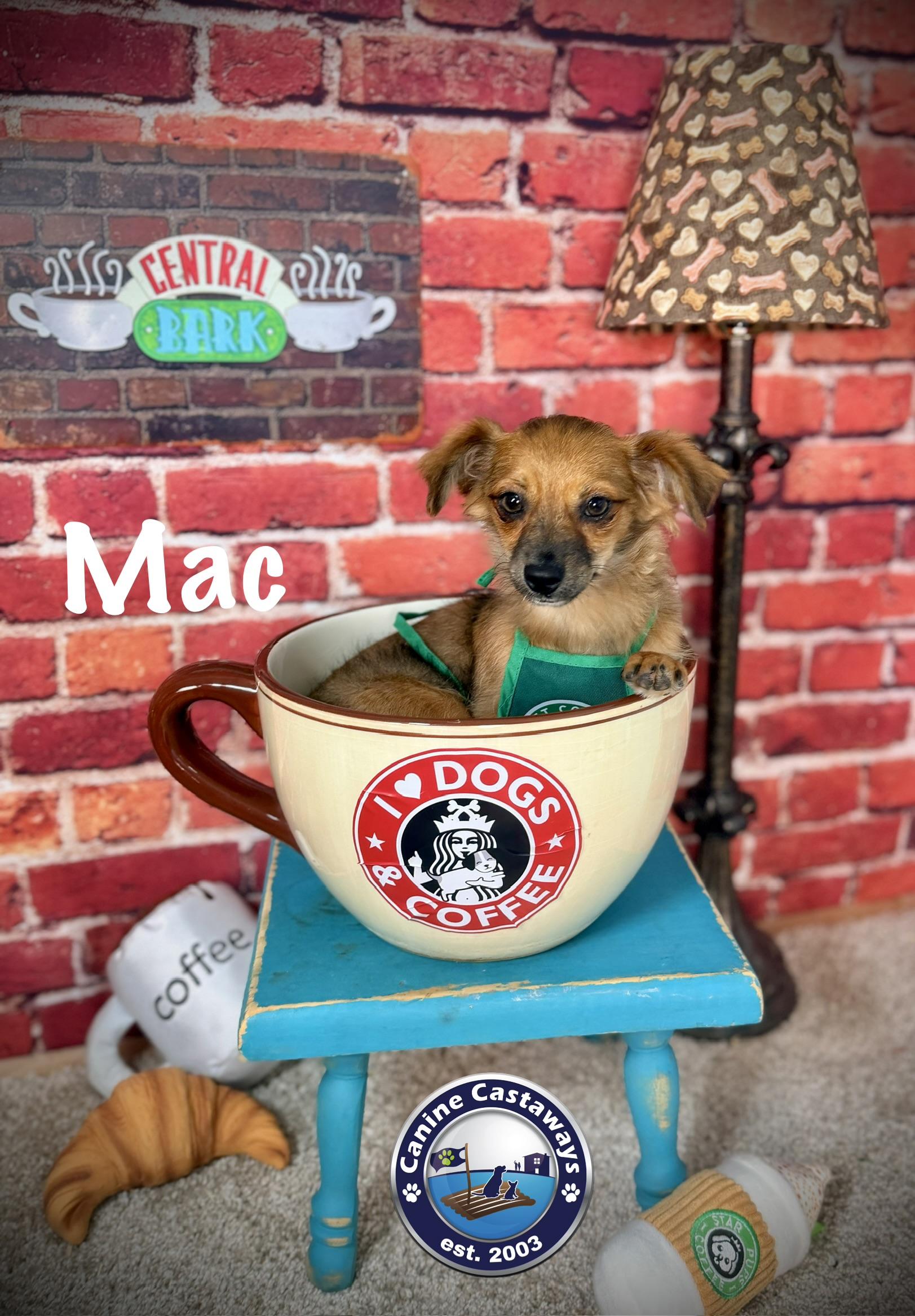 Enlarge Mac, a Adopted mixed breed in Sarasota, FL image 1/6