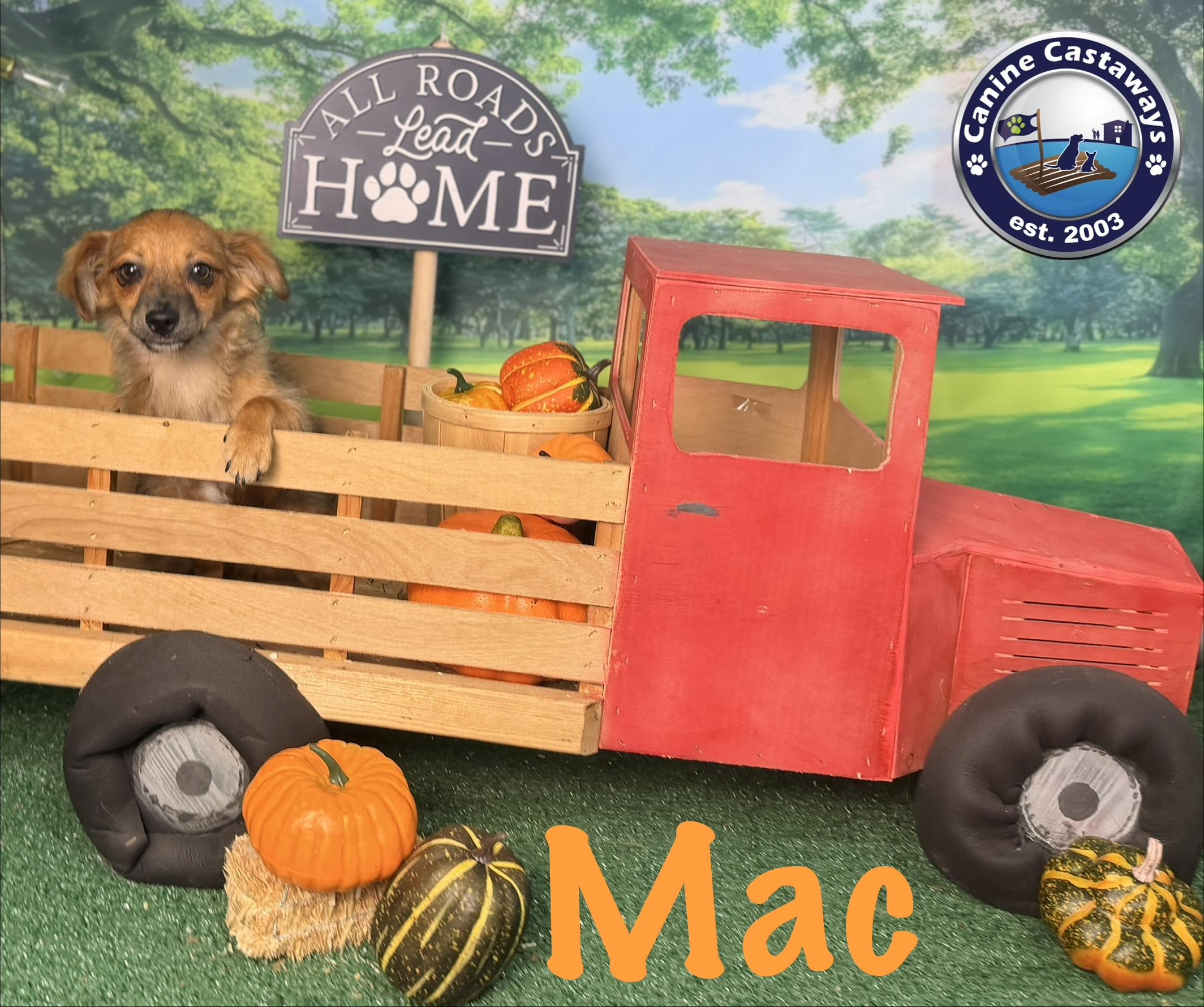 Enlarge Mac, a Adopted mixed breed in Sarasota, FL image 3/6