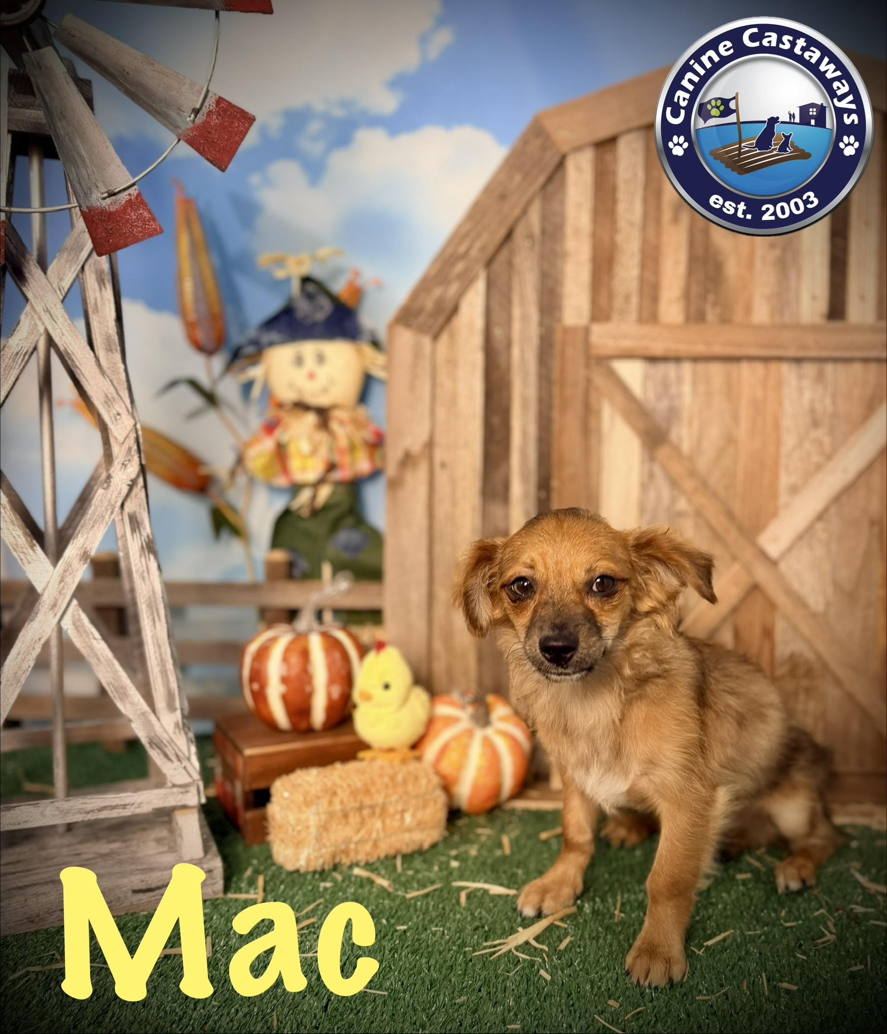 Enlarge Mac, a Adopted mixed breed in Sarasota, FL image 2/6
