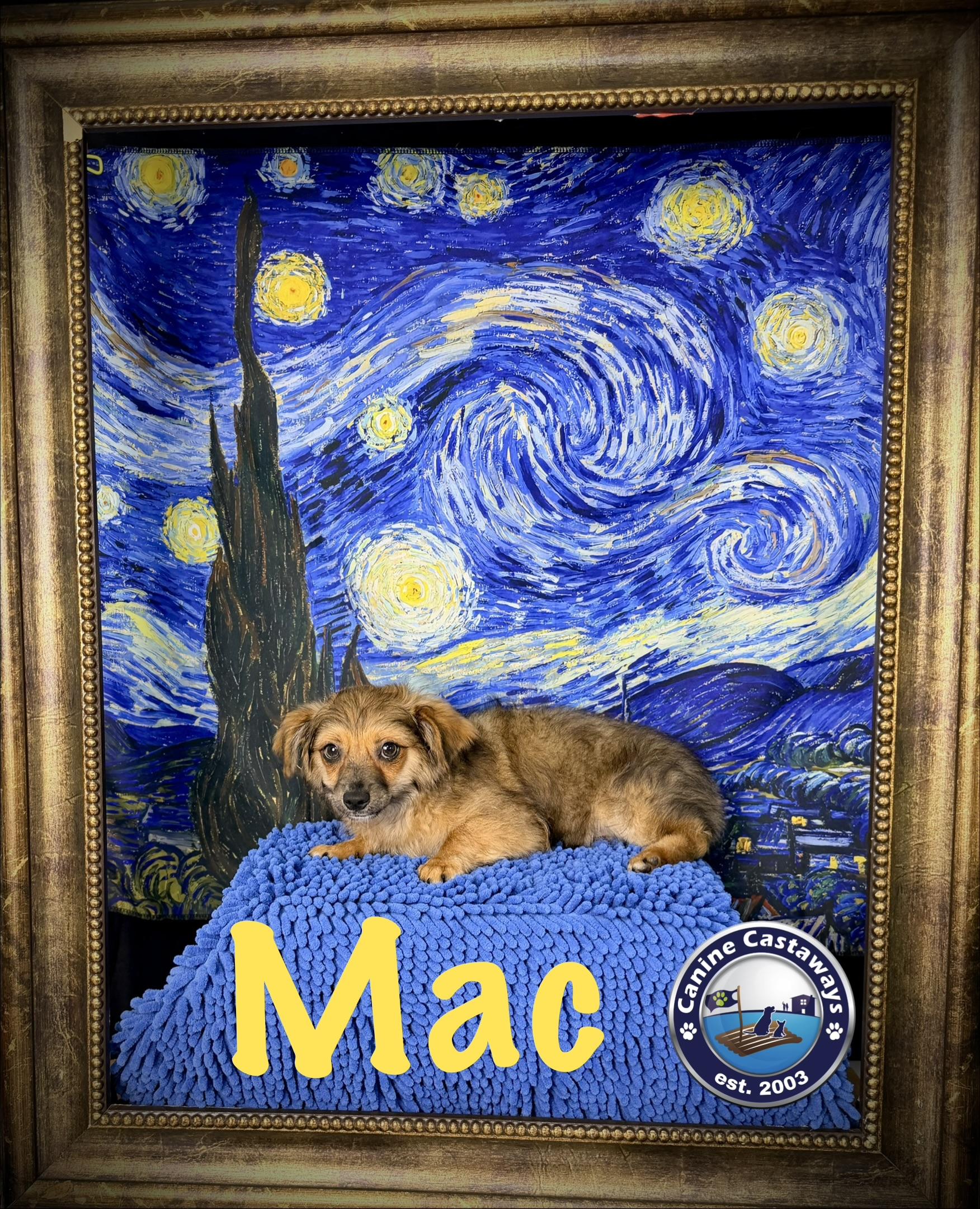 Enlarge Mac, a Adoptable mixed breed in Sarasota, FL image 3/6