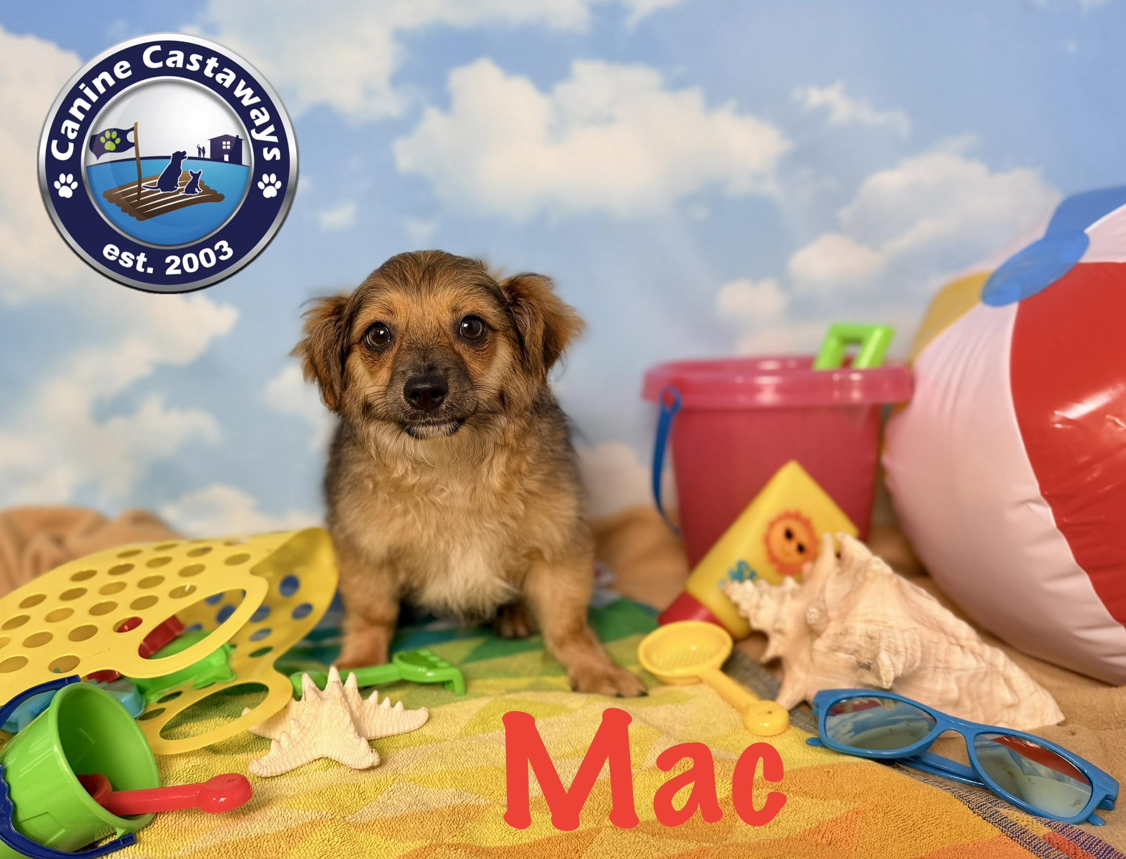 Enlarge Mac, a Adoptable mixed breed in Sarasota, FL image 4/6