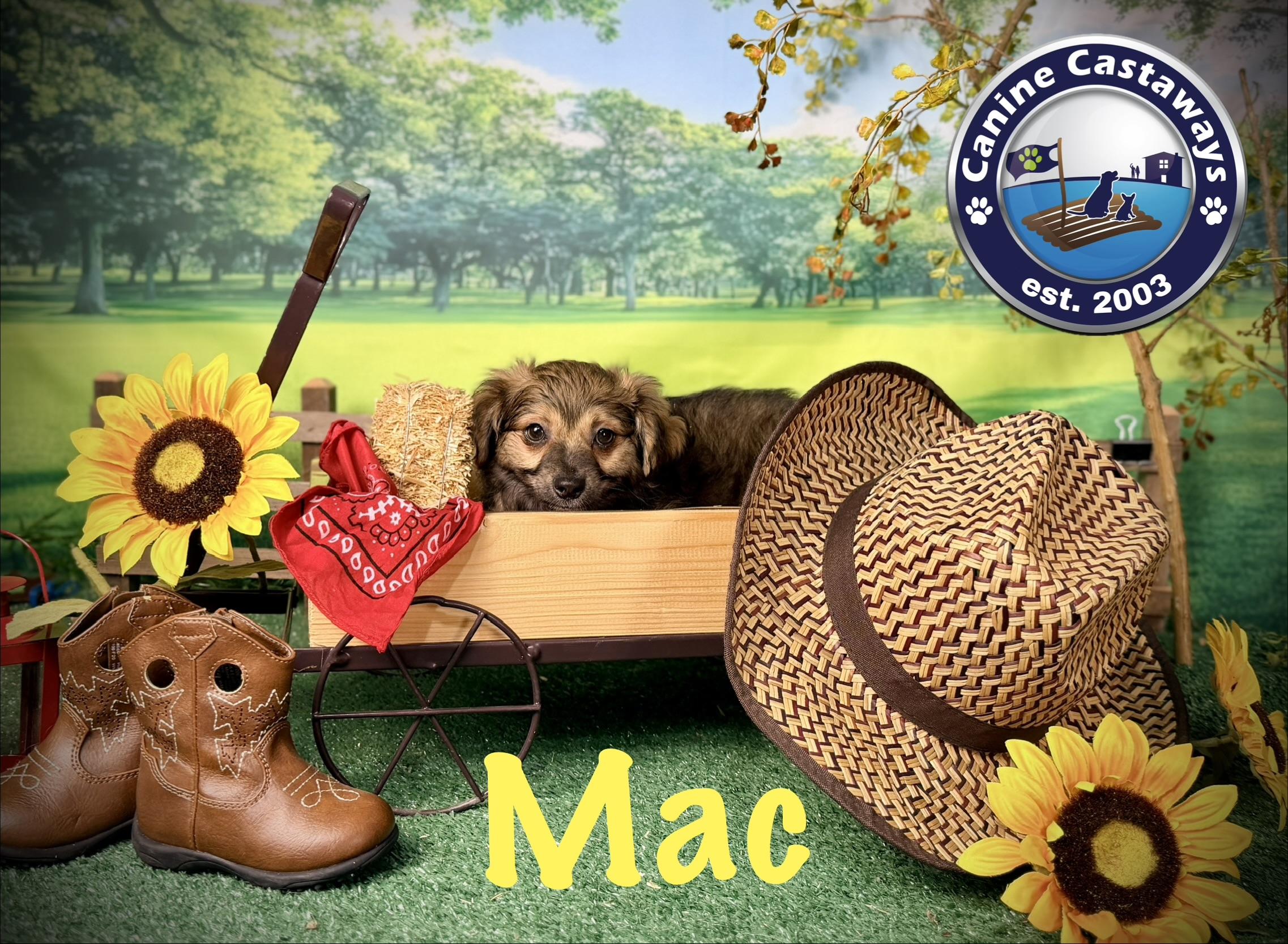 Mac, a Adoptable mixed breed in Arcadia, FL image 4/5