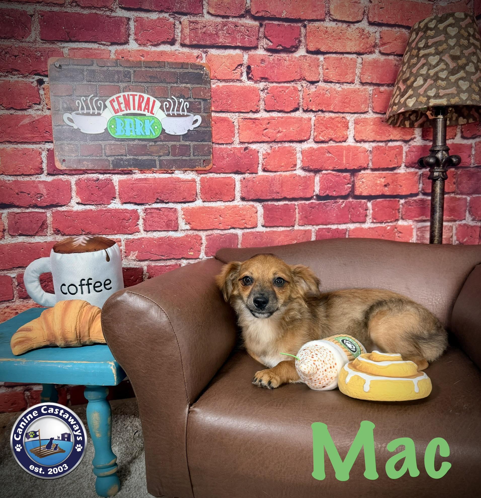 Enlarge Mac, a Adopted mixed breed in Sarasota, FL image 4/6