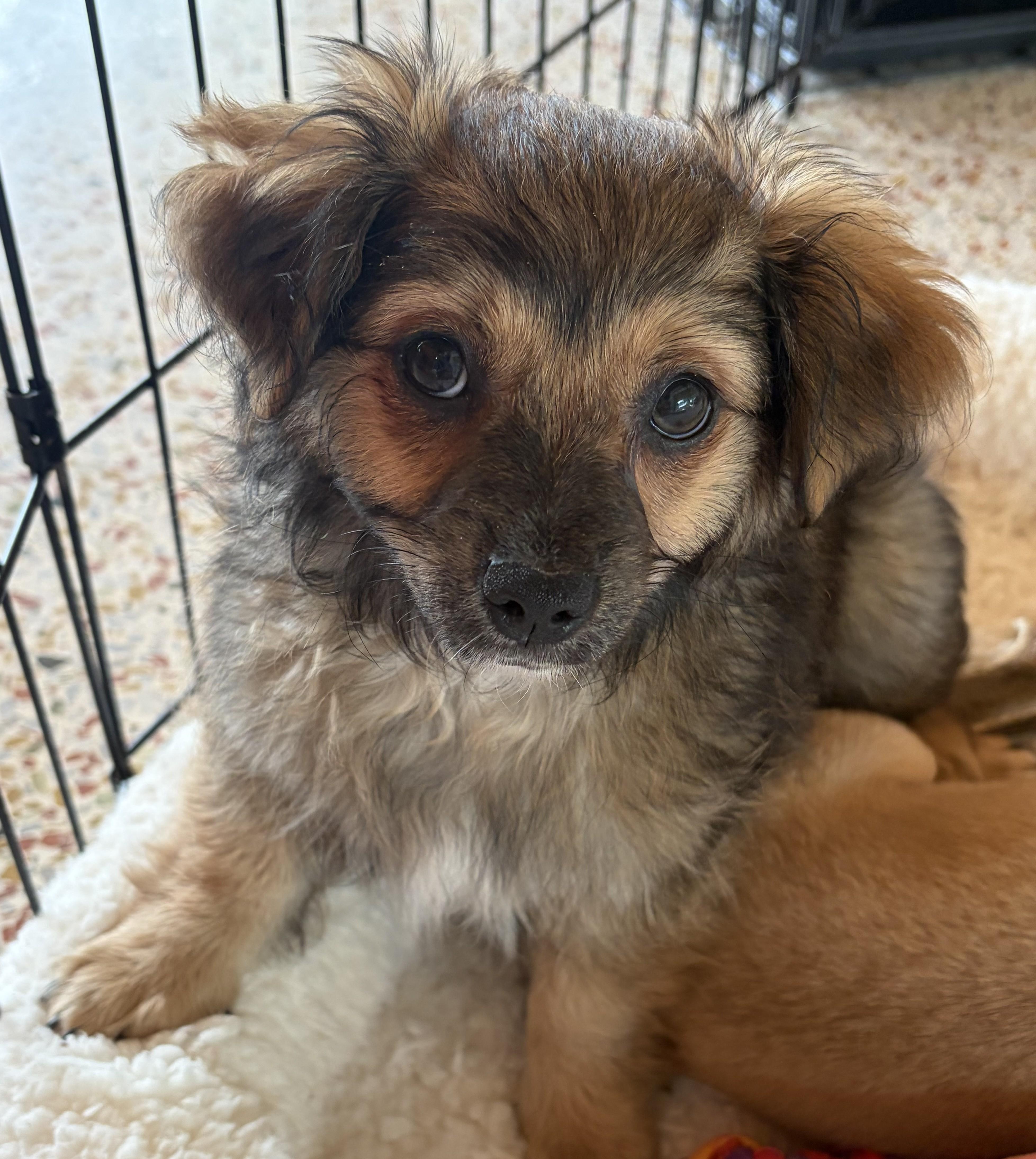 Mac, Adoptable, Puppy Male Pomeranian & Chihuahua.