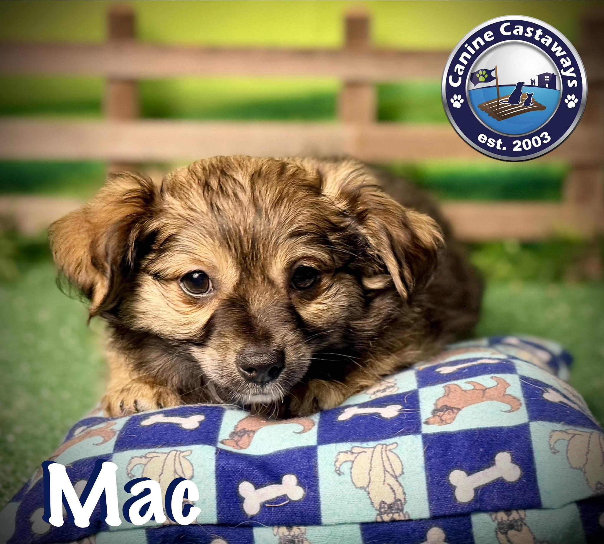 Mac, Adoptable, Puppy Male Chihuahua.