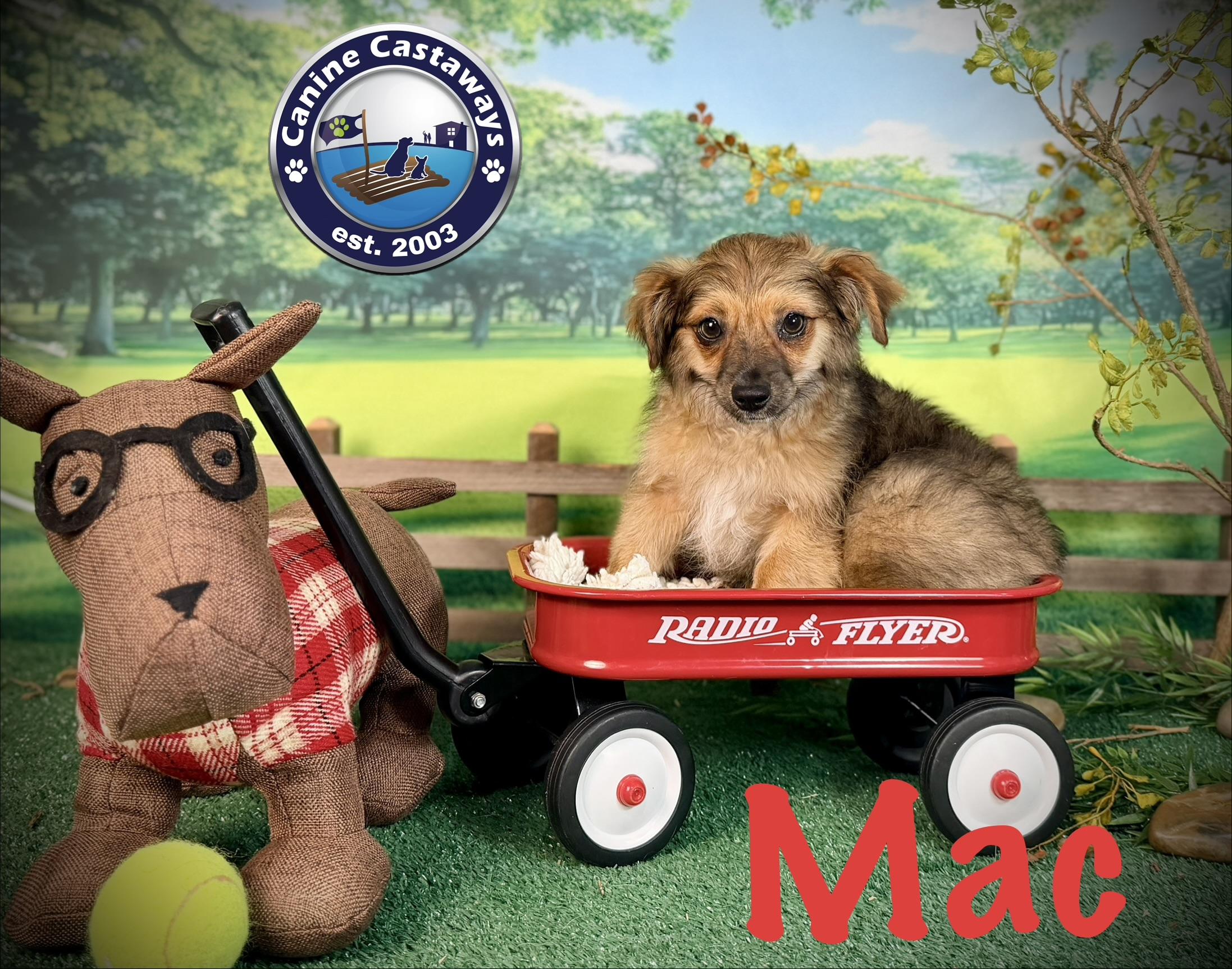 Enlarge Mac, a Adoptable mixed breed in Sarasota, FL image 2/6