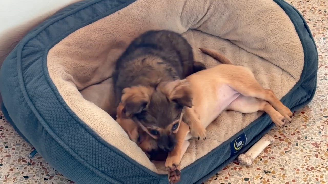 Enlarge Mac, a Adoptable mixed breed in Sarasota, FL video 6/6