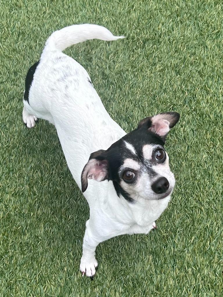 Enlarge Cookie, a Adoptable mixed breed in Madison, GA image 1/1