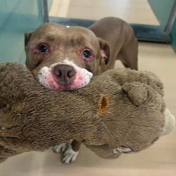 Jada in Maine, a ADOPTABLE mixed breed in Portland, ME image 3/5