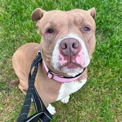 Jada in Maine, a ADOPTABLE mixed breed in Portland, ME image 2/5