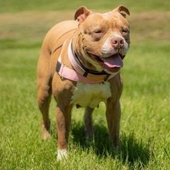 Jada in Maine, ADOPTABLE, Adult Female Pit Bull Terrier.