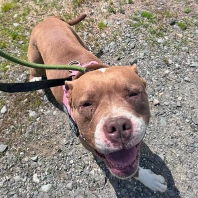 Jada in Maine, a ADOPTABLE mixed breed in Portland, ME image 5/5