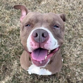 Jada in Maine, a ADOPTABLE mixed breed in Portland, ME image 4/5