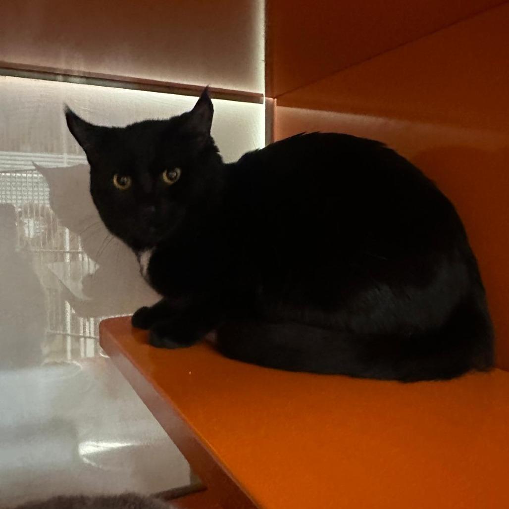 Enlarge Big Ben, a Adoptable Domestic Short Hair in Morgan Hill, CA image 2/2