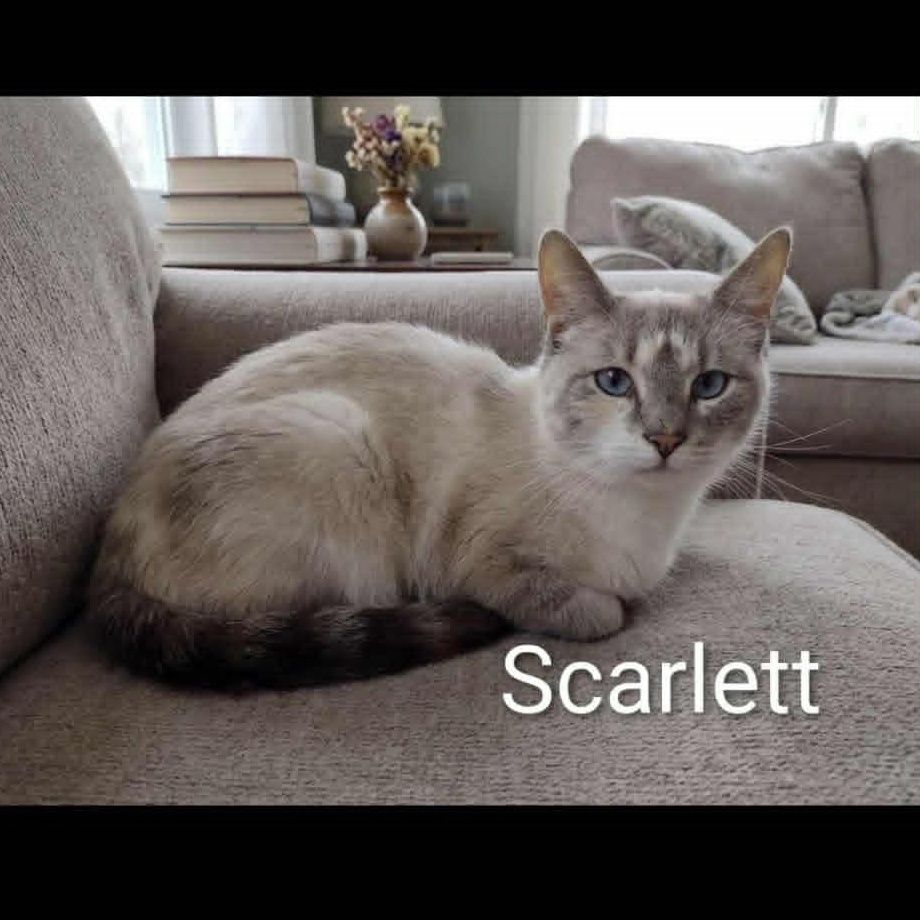 Scarlett, Adoptable, Young Female Siamese & Dilute Calico.