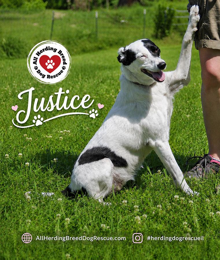 Enlarge Justice, an adoptable Border Collie in Joliet, IL image 4/6