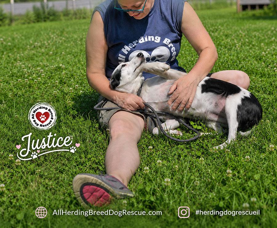 Enlarge Justice, an adoptable Border Collie in Joliet, IL image 2/6