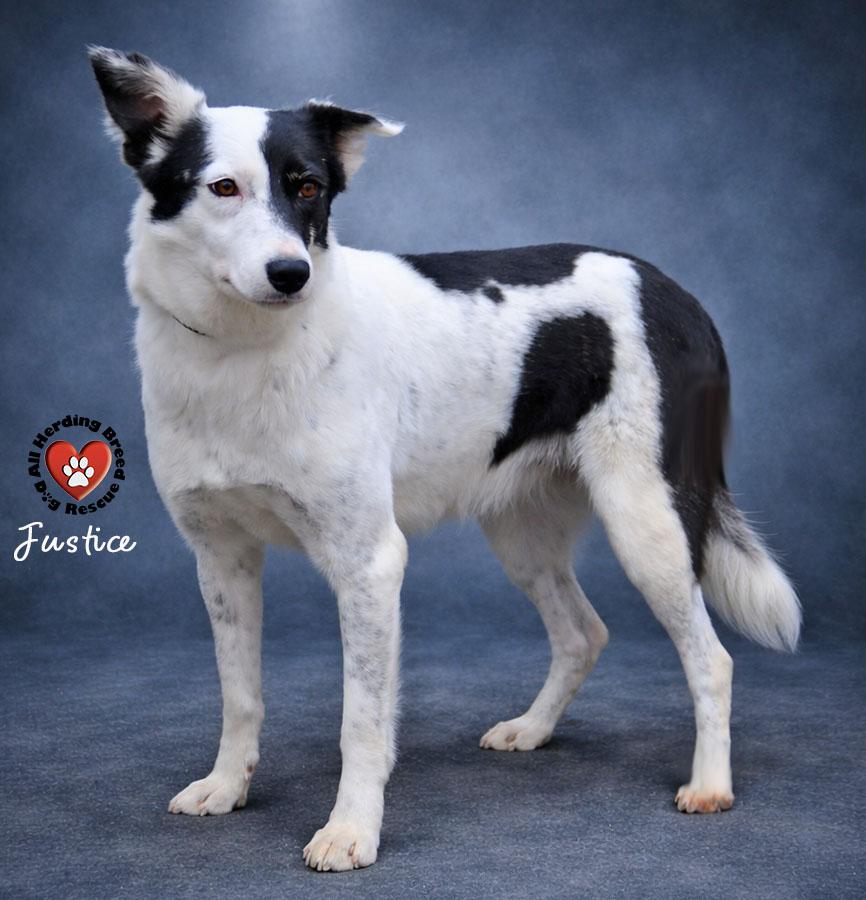 Justice, adopted, Young Female Border Collie.