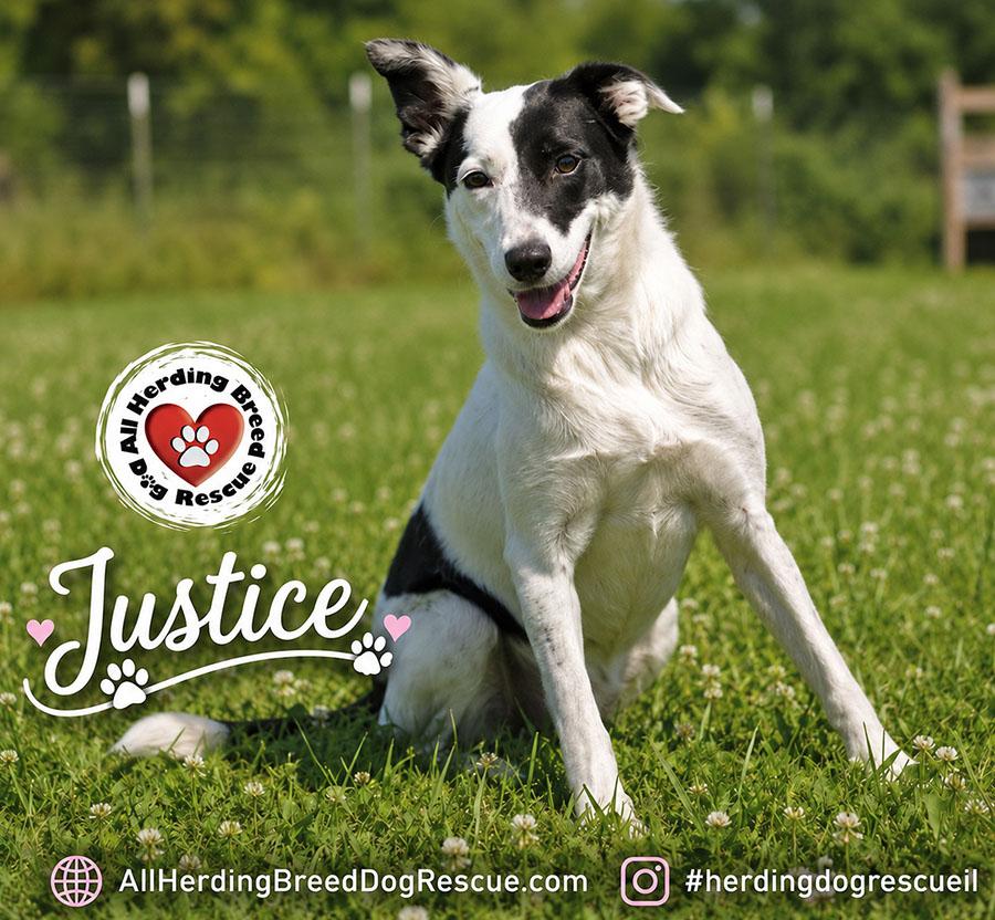 Enlarge Justice, an adoptable Border Collie in Joliet, IL image 1/6