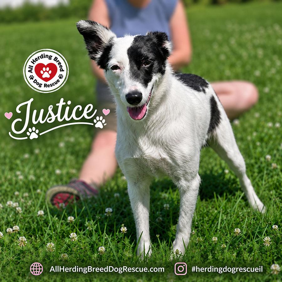Enlarge Justice, an adoptable Border Collie in Joliet, IL image 5/6