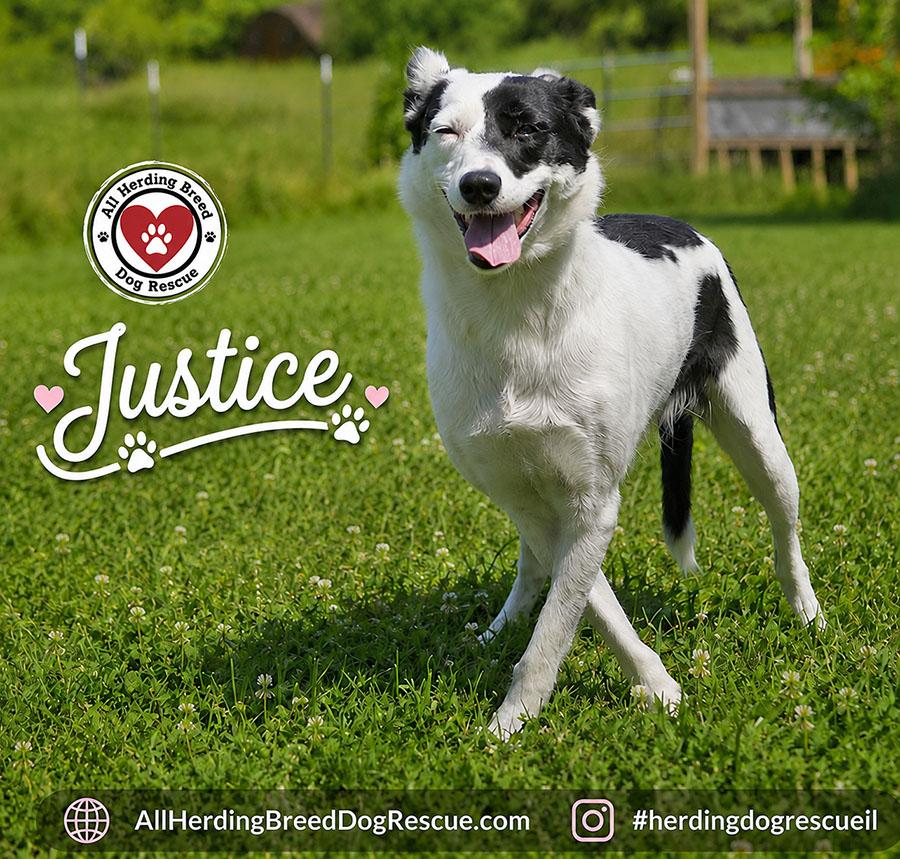 Enlarge Justice, an adoptable Border Collie in Joliet, IL image 3/6