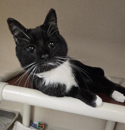 Billie - Meet me at Petsmart Framingham, Adoptable, Adult Female Domestic Short Hair & Domestic Short Hair.