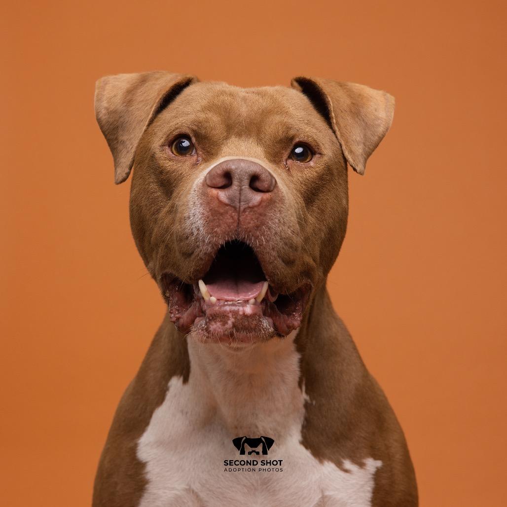 Enlarge Chewy, a Adoptable mixed breed in Tampa, FL image 1/5