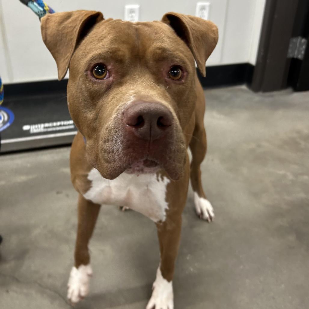 Enlarge Chewy, a Adoptable mixed breed in Tampa, FL image 2/5