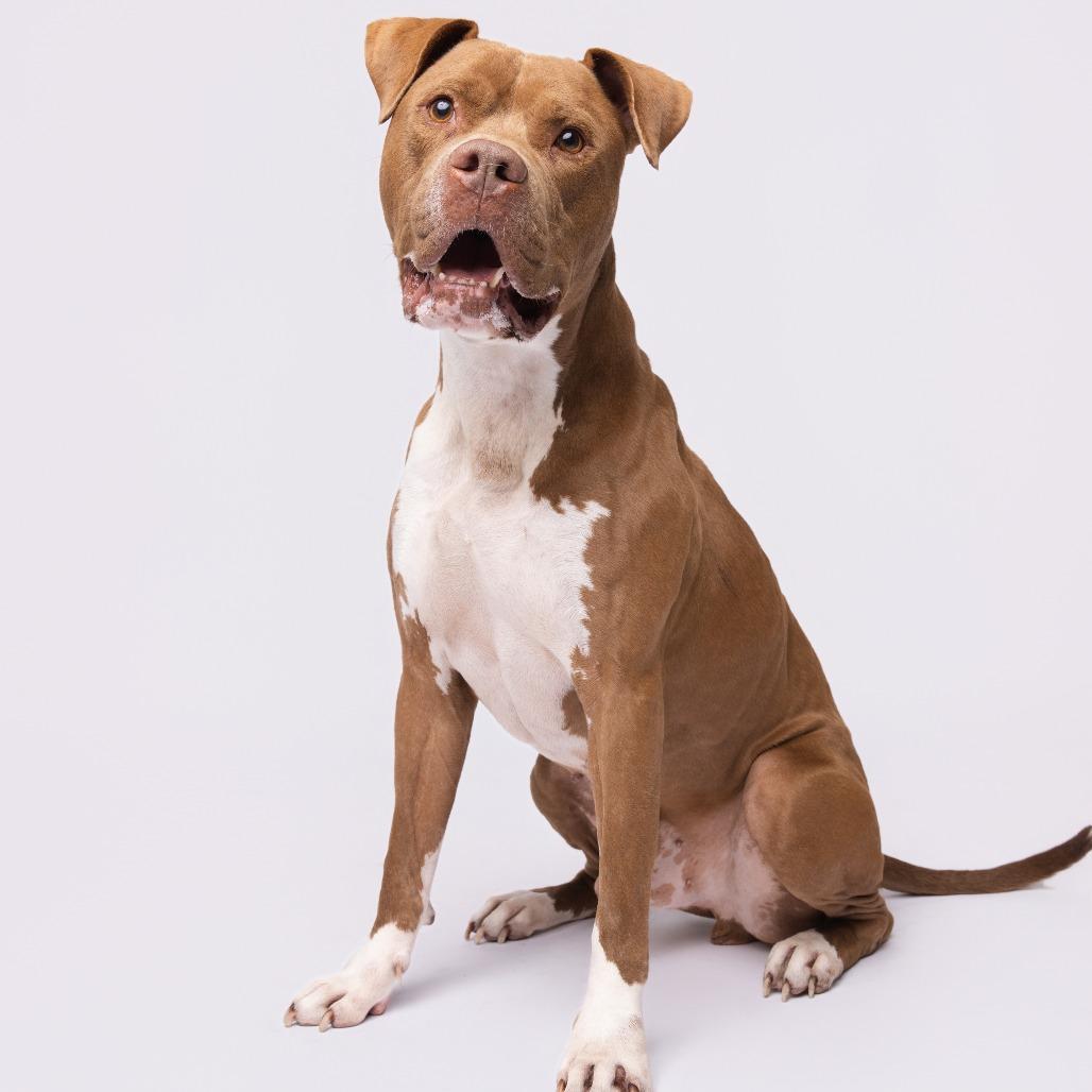 Enlarge Chewy, a Adoptable mixed breed in Tampa, FL image 3/5