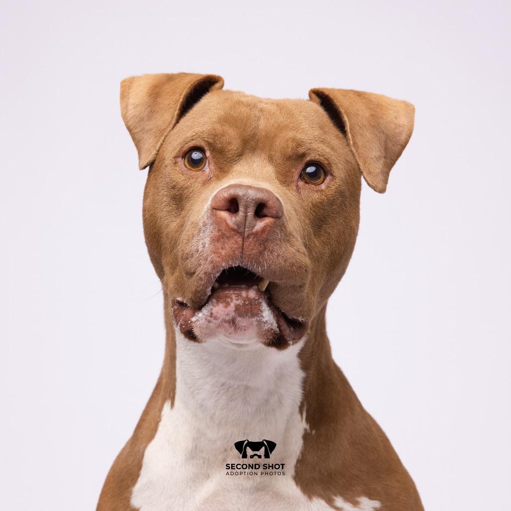 Enlarge Chewy, a Adoptable mixed breed in Tampa, FL image 4/5