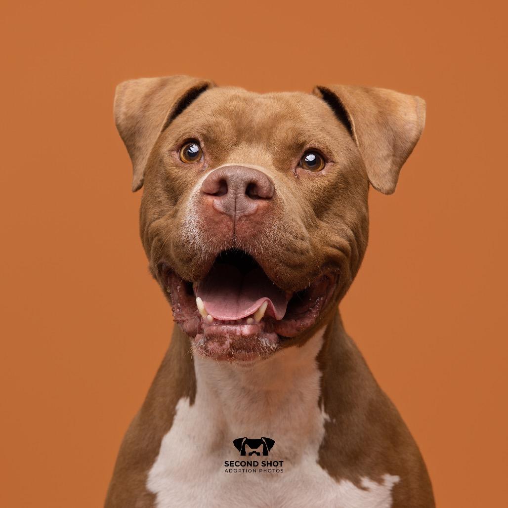 Enlarge Chewy, a Adoptable mixed breed in Tampa, FL image 5/5