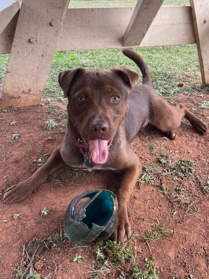 Enlarge Buddy, a Adoptable mixed breed in Cumming, GA image 1/3