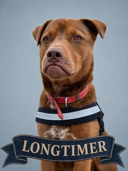 Buddy, a Adoptable mixed breed in Cumming, GA image 1/3