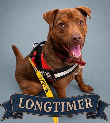 Buddy, a Adoptable mixed breed in Cumming, GA image 2/3