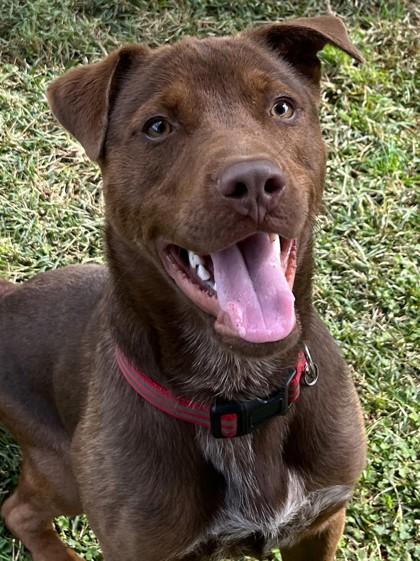 Enlarge Buddy, a Adoptable mixed breed in Cumming, GA image 3/3