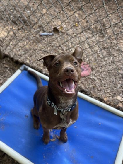 Enlarge Buddy, a Adoptable mixed breed in Cumming, GA image 3/3