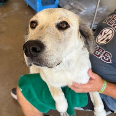 Posey, a Adoptable mixed breed in Denison, TX image 1/6