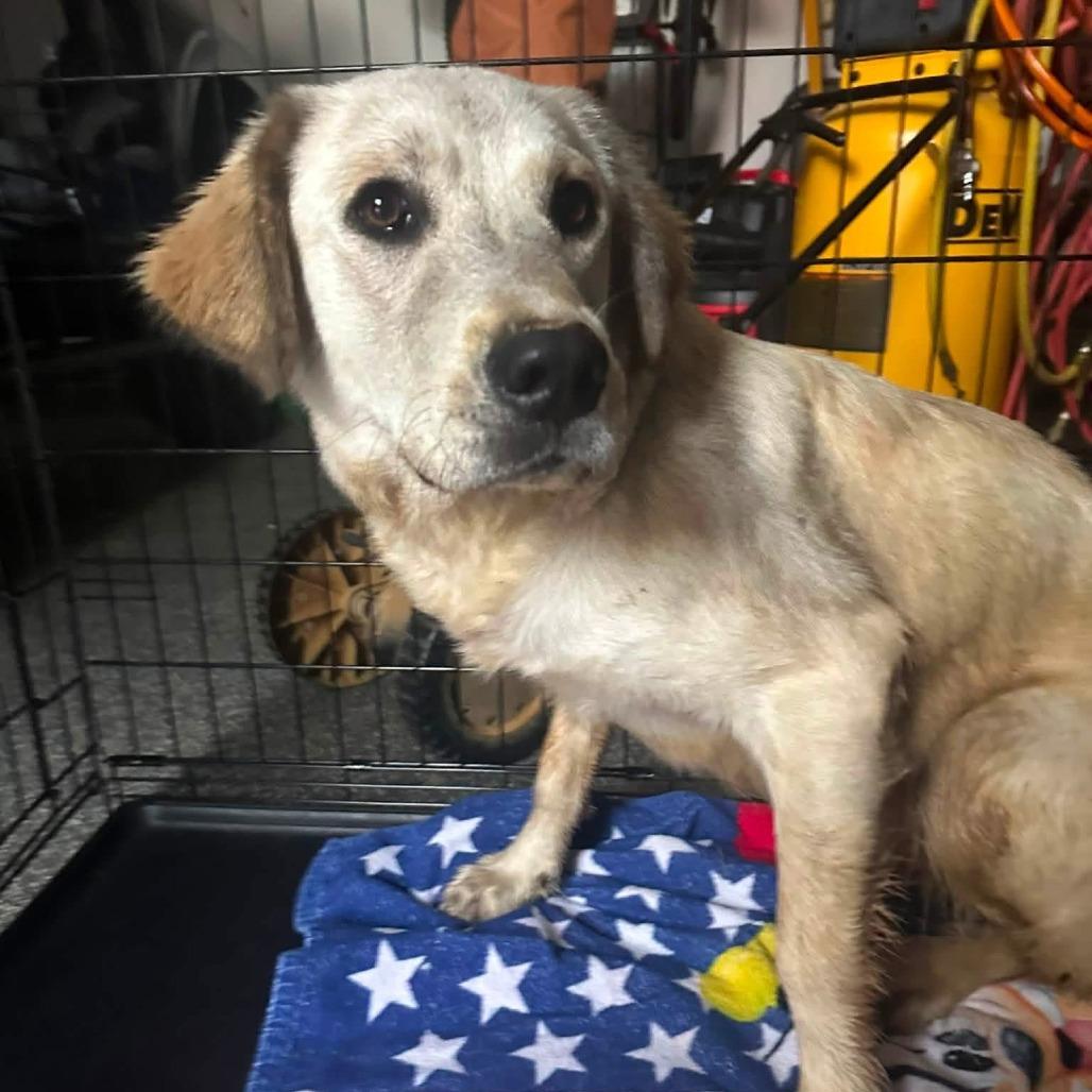 Posey, a Adoptable mixed breed in Denison, TX image 2/6