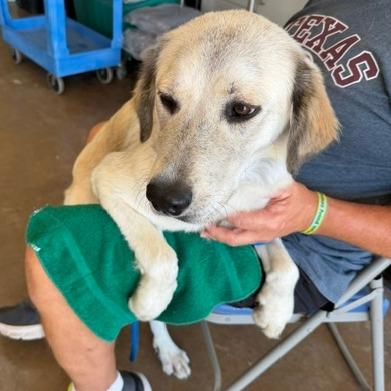 Posey, a Adoptable mixed breed in Denison, TX image 3/6