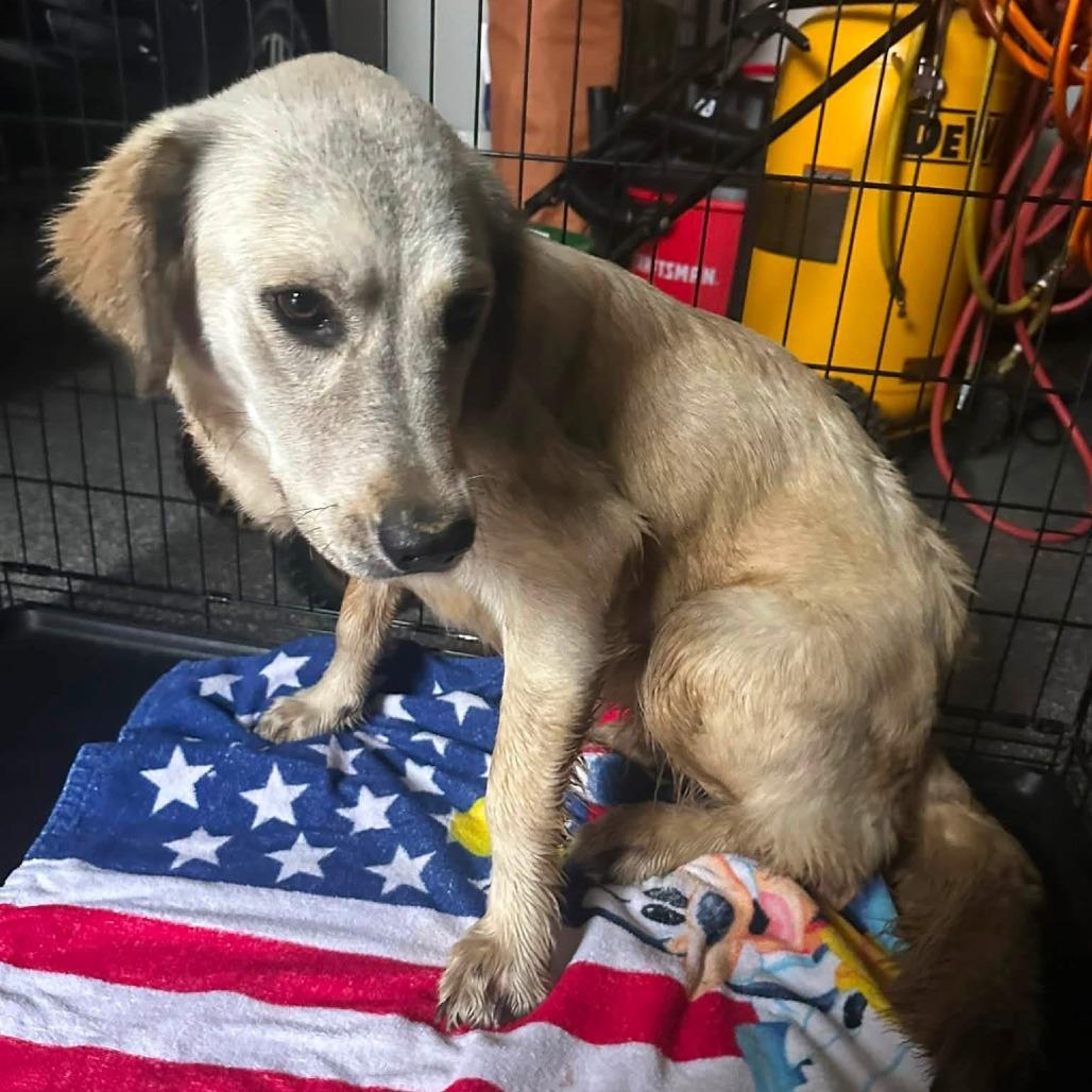 Posey, a Adoptable mixed breed in Denison, TX image 4/6