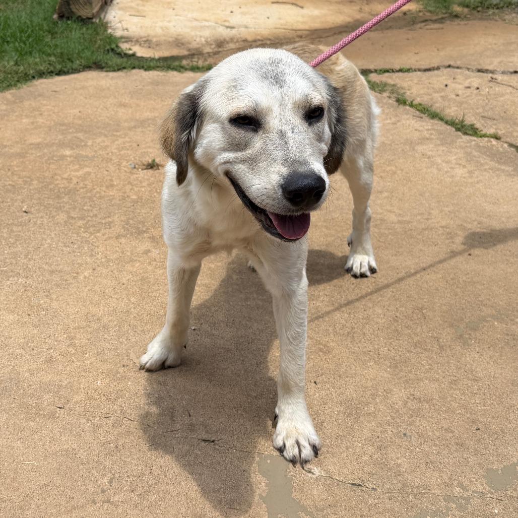 Posey, a Adoptable mixed breed in Denison, TX image 5/6