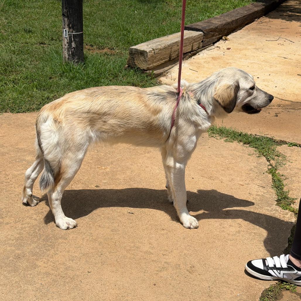 Posey, a Adoptable mixed breed in Denison, TX image 6/6