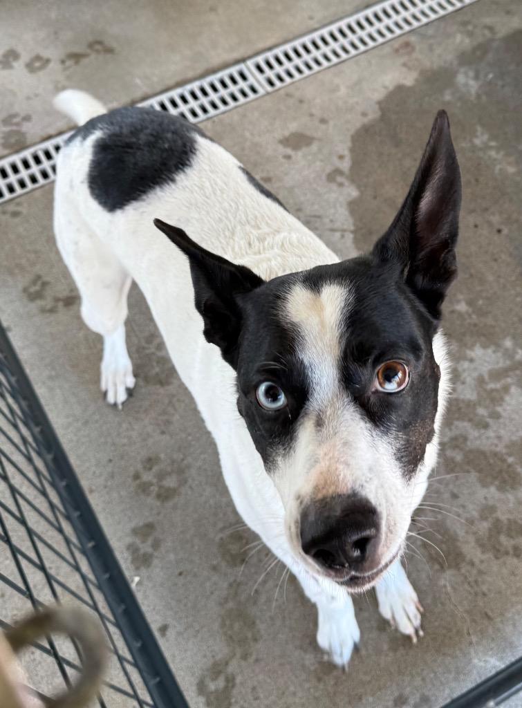 Enlarge Pumpkin, a Adoptable mixed breed in Fayetteville, TN image 1/1