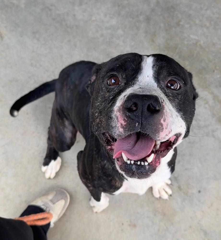 OREO, Adoptable, Adult Male Pit Bull Terrier.